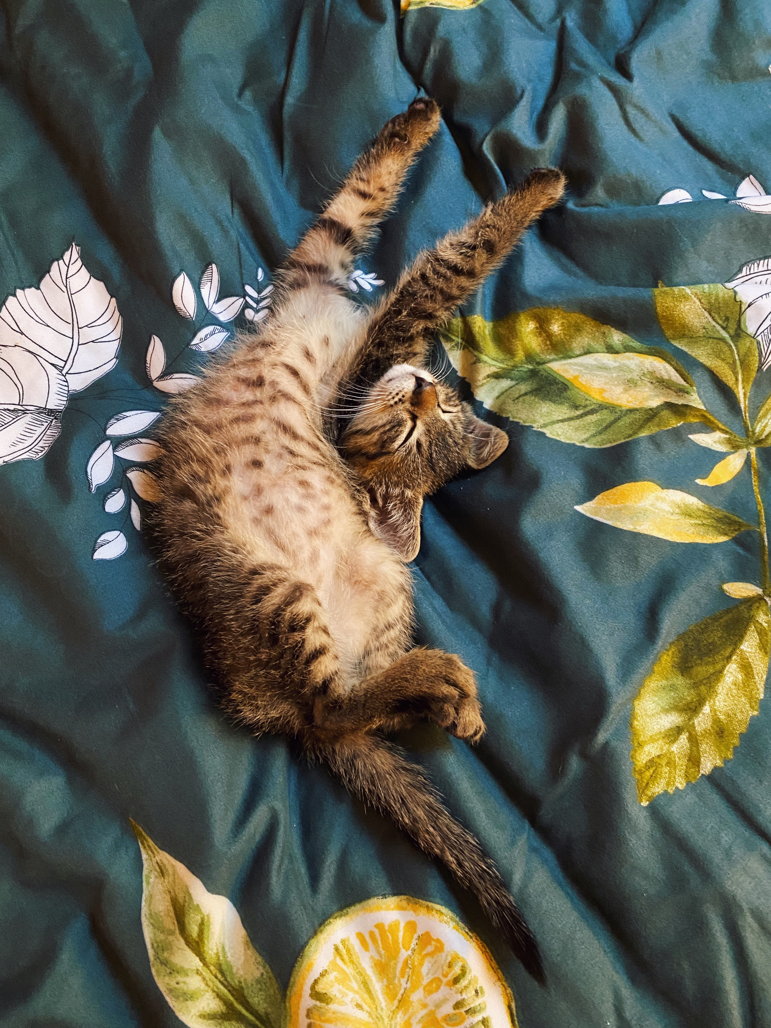 A cat at Seraphina's Sanctuary