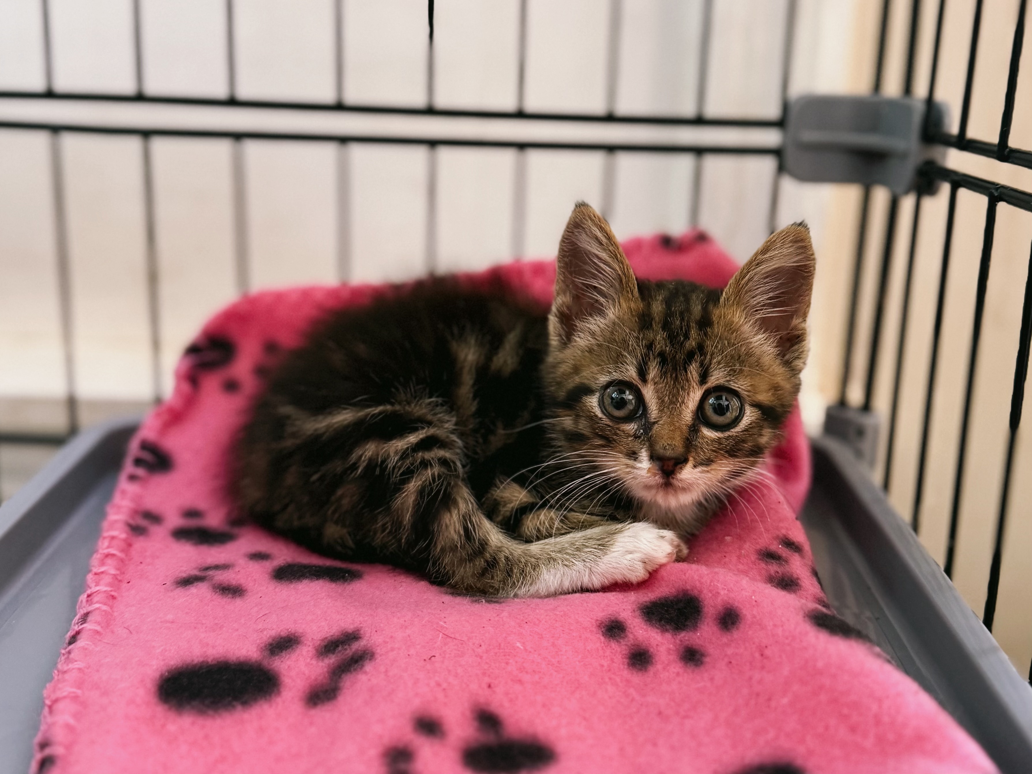 A cat at Seraphina's Sanctuary