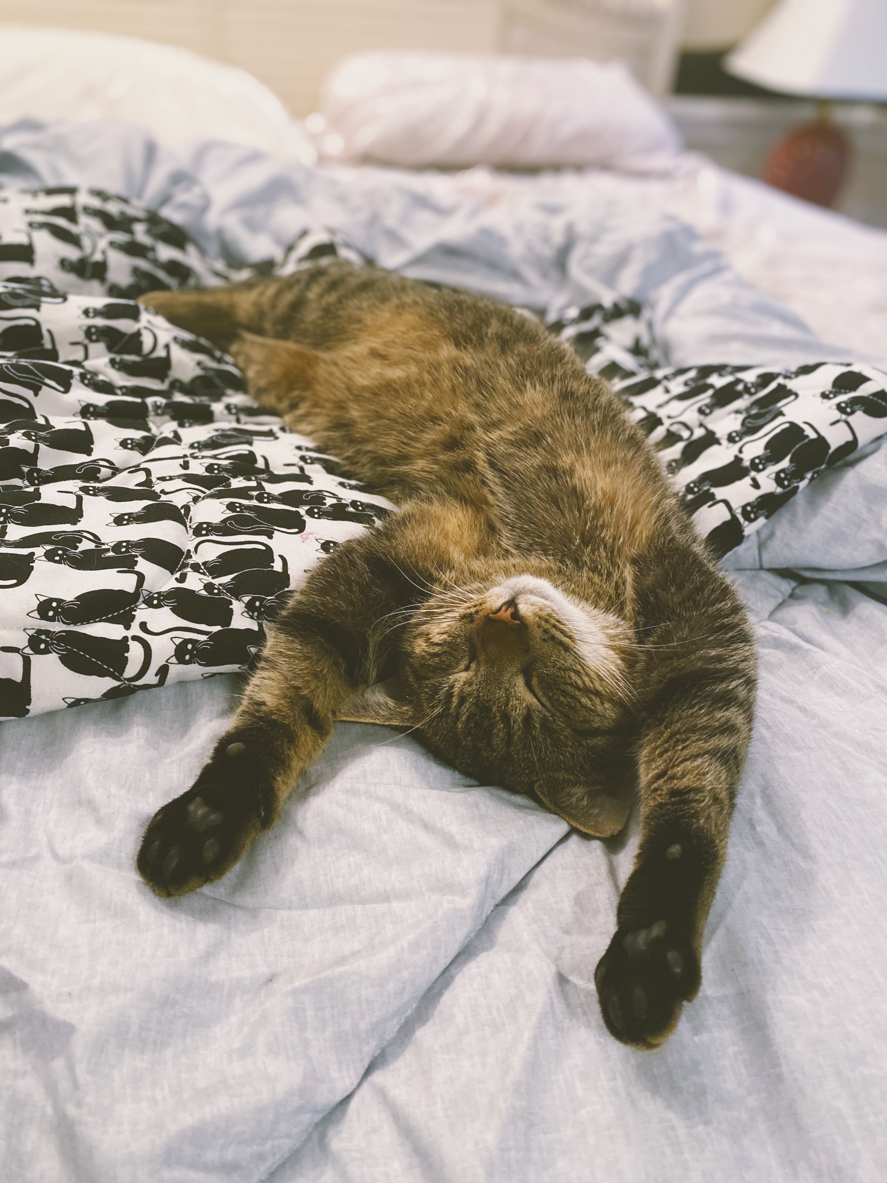 A cat at Seraphina's Sanctuary